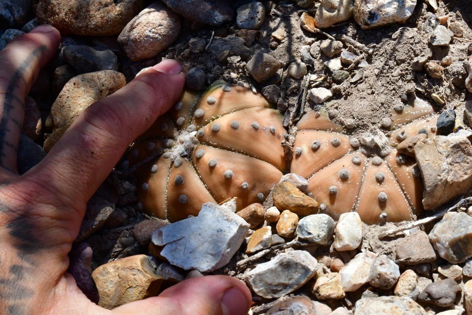 Astrophytum asterias
